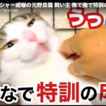 キャプチャ