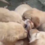 キャプチャ
