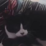 キャプチャ