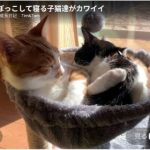 キャプチャ