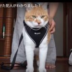 キャプチャ