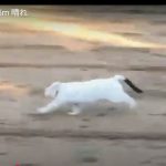 キャプチャ