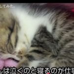 キャプチャ