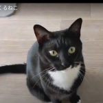 キャプチャ