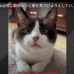 キャプチャ