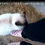キャプチャ