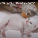 キャプチャ