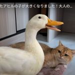 キャプチャ