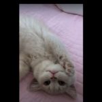 キャプチャ