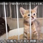 キャプチャ