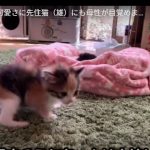 キャプチャ