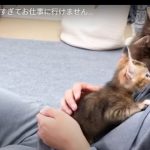 キャプチャ