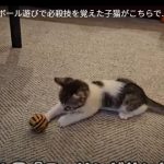 キャプチャ