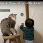 キャプチャ