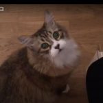 キャプチャ