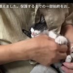 キャプチャ