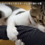キャプチャ