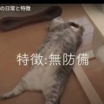 キャプチャ
