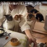 キャプチャ
