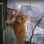 キャプチャ
