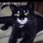キャプチャ