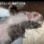 キャプチャ