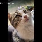 キャプチャ