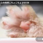 キャプチャ
