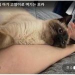 キャプチャ